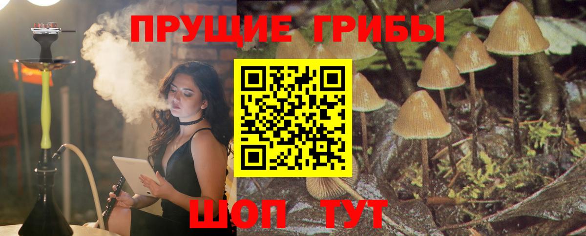 Псилоцибиновые грибы GOLDEN TEACHER Грязи